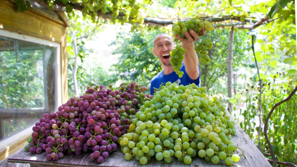 James Prigioni: Epic September Backyard Garden Harvest 🍇 Epic September Backyard Garden Harvest 🍇