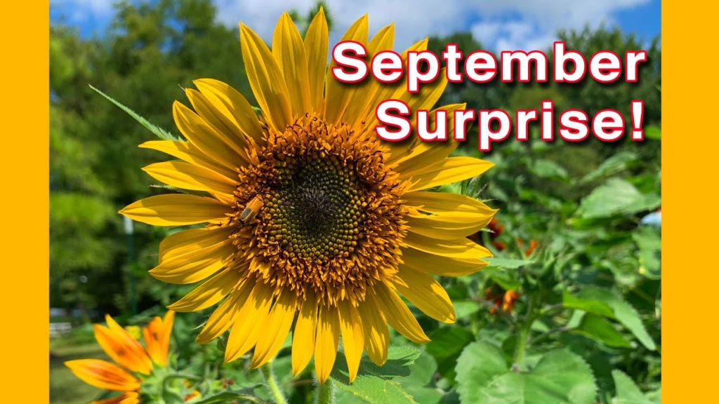 Kaye Kittrell: September Sunflowers, Cushaw Squash Harvest and Bugs | Garden Review! September Sunflowers, Cushaw Squash Harvest and Bugs | Garden Review!