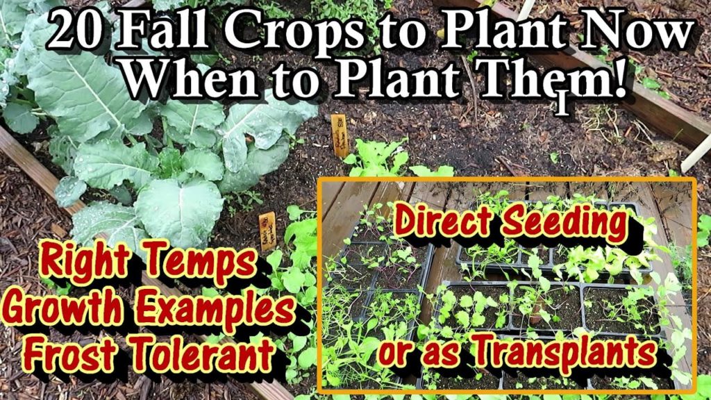 Gary Pilarchik: 20 Fall Crops to Plant & When to Plant Them as Seeds or as Transplants: Basic Planting Guidelines 20 Fall Crops to Plant & When to Plant Them as Seeds or as Transplants: Basic Planting Guidelines