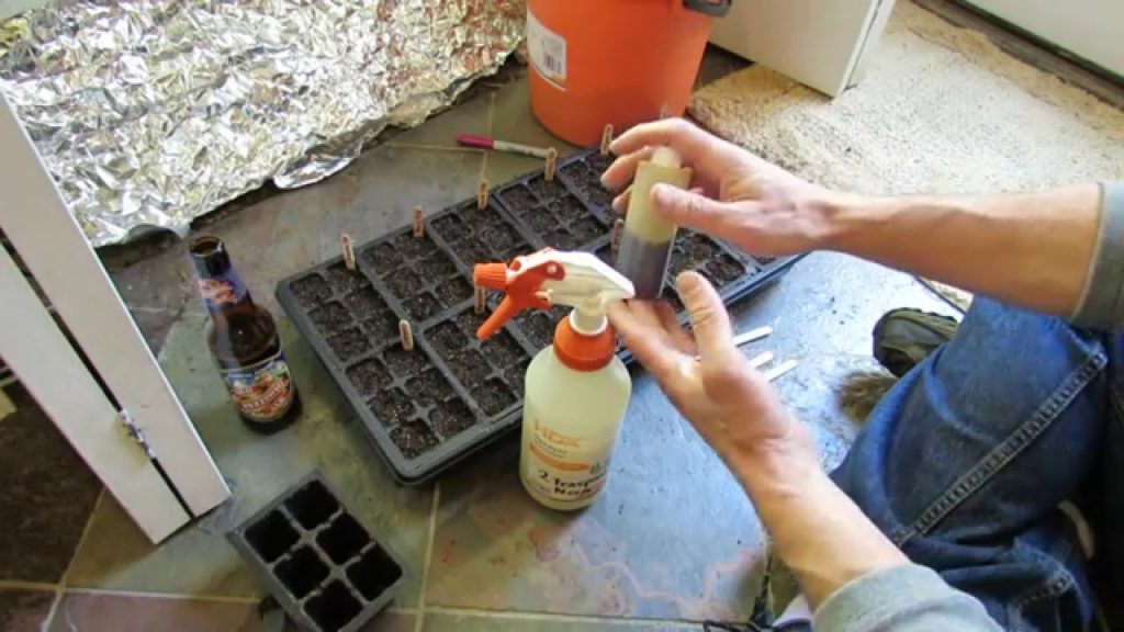 Gary Pilarchik: TRG 2016: Managing Fungus Gnats & Insects on Vegetable Seed Starts: Neem Oil Spray Formula! TRG 2016: Managing Fungus Gnats & Insects on Vegetable Seed Starts: Neem Oil Spray Formula!