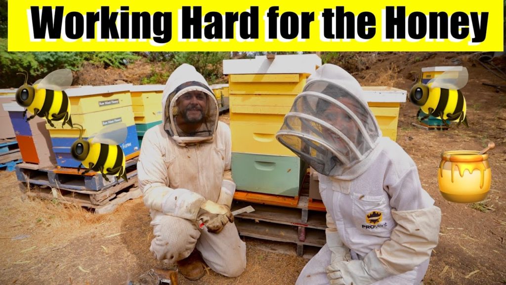 They Work Hard for the Honey at Maui Bee Farm / Show the World Your Garden #3 🐝