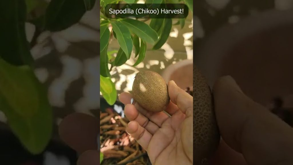 Sapodilla (Chikoo) Harvest!