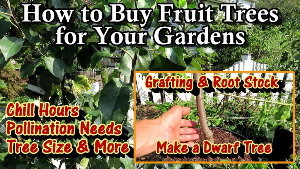 Gary Pilarchik: How to Buy Fruit Trees for Your Gardens and Edible Landscapes: Fall is for Planting & Chill Hours How to Buy Fruit Trees for Your Gardens and Edible Landscapes: Fall is for Planting & Chill Hours