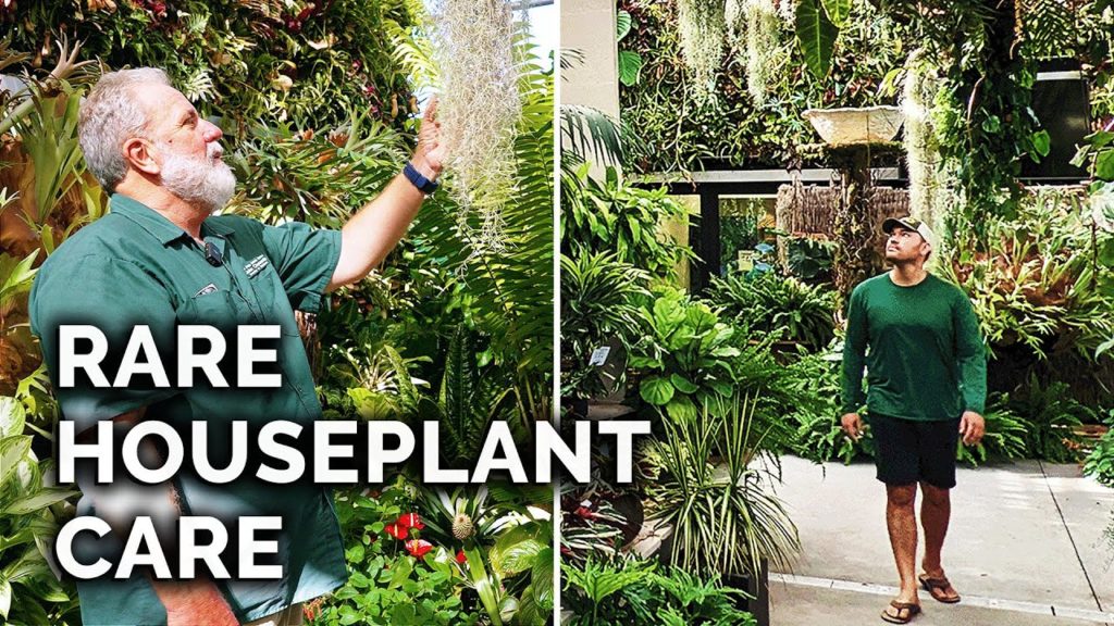 Secret Houseplant Care Tips From a Master Houseplant Grower