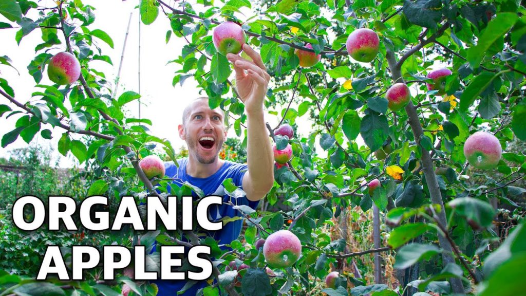 The Most Disease Resistant Apple Tree on The Planet! 7 Simple Tips for Growing Apples in the Garden