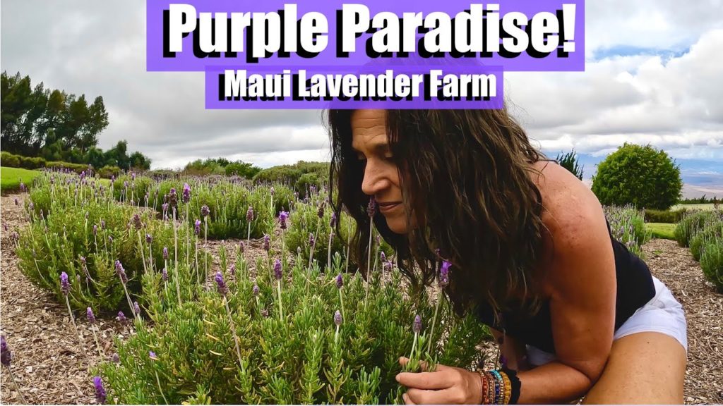 PURPLE PARADISE at the Alii Kula Lavender Farm /SHOW the WORLD: Exploration Maui #3 💜