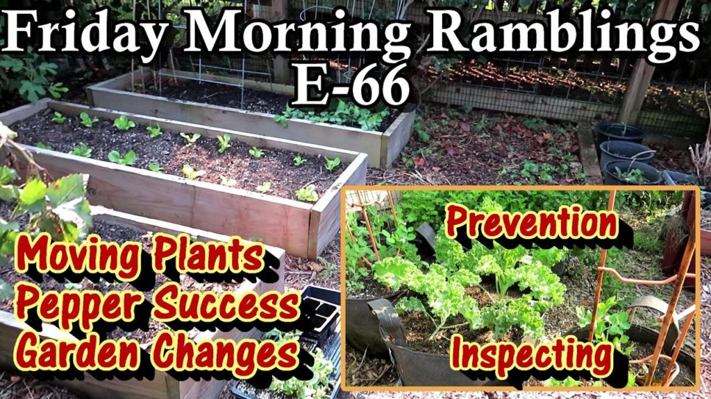 Gary Pilarchik: Moving Plants & Changes, Prevention Care for Fall Crops, Peppers & Tour: FM Gardening Ramblings E-66 Moving Plants & Changes, Prevention Care for Fall Crops, Peppers & Tour: FM Gardening Ramblings E-66