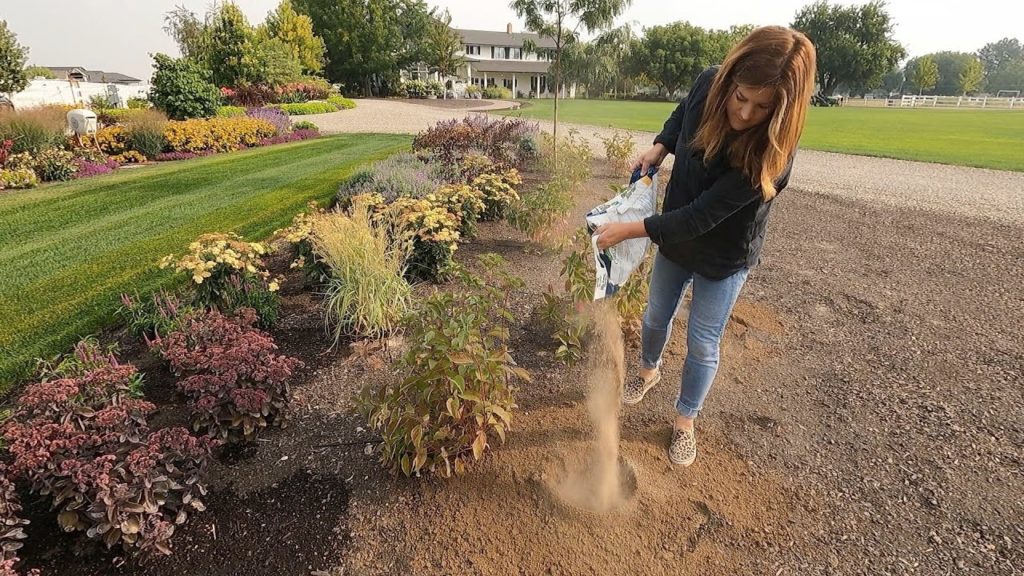 Digging Up and Moving Plants, Fertilizing the Lawn & Boxwood Trimming! 🌿😁🌾 // Garden Answer