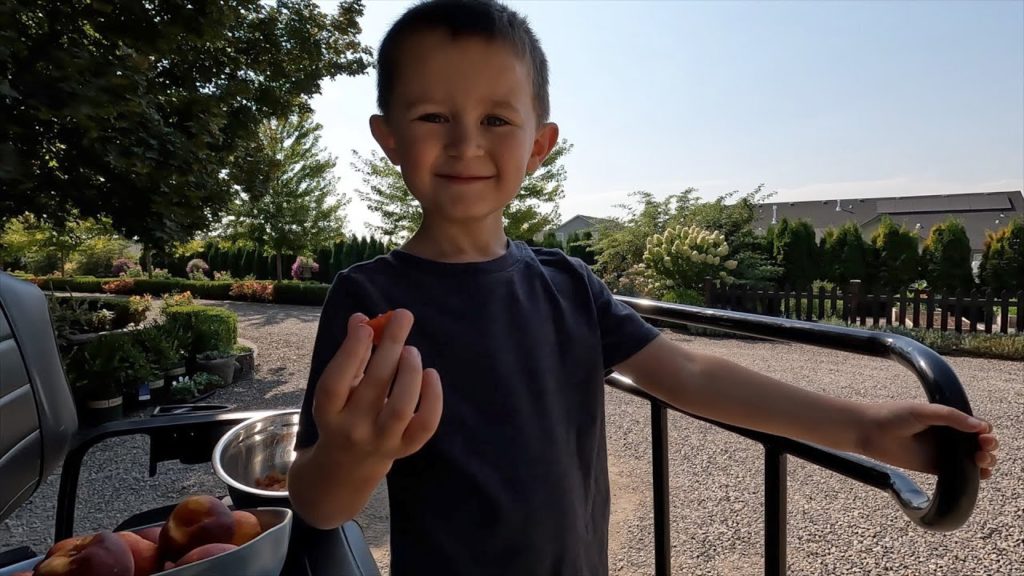 Harvesting Raspberries & Other Fruit + Tabletop Fountain in the Hartley! 🍓🍑💦 // Garden Answer
