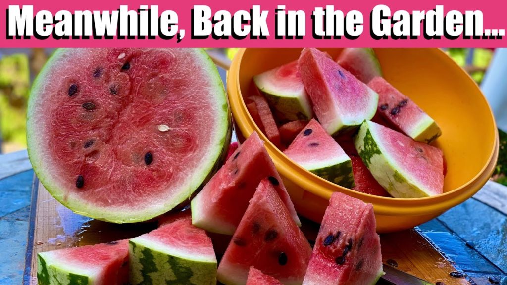 Meanwhile, Back In The Garden...Biggest Kahuna! 🍉