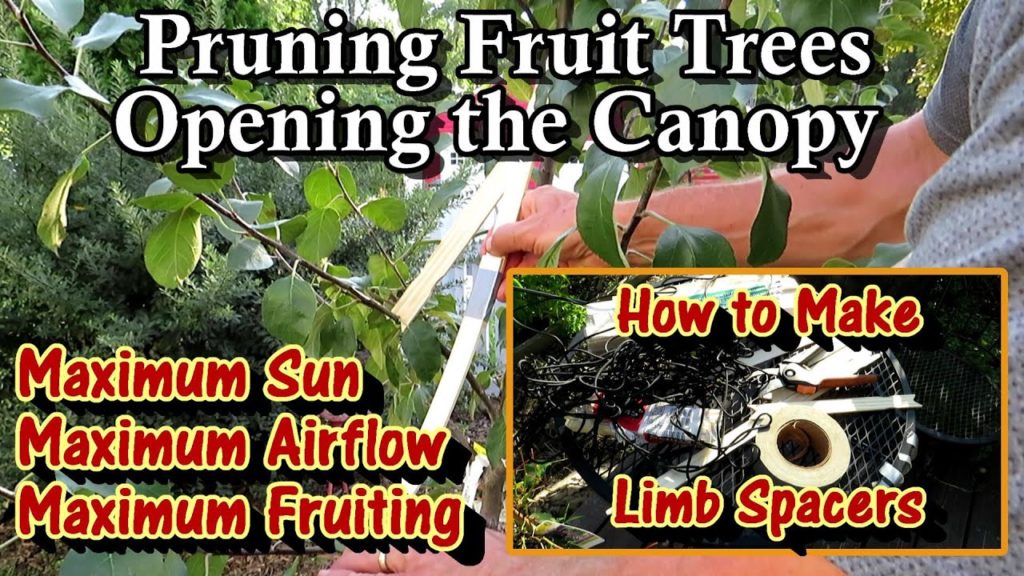How to Shape Apple & Fruit Tree Canopies for Maximum Sunshine and Fruit Production: DIY Limb Spacers