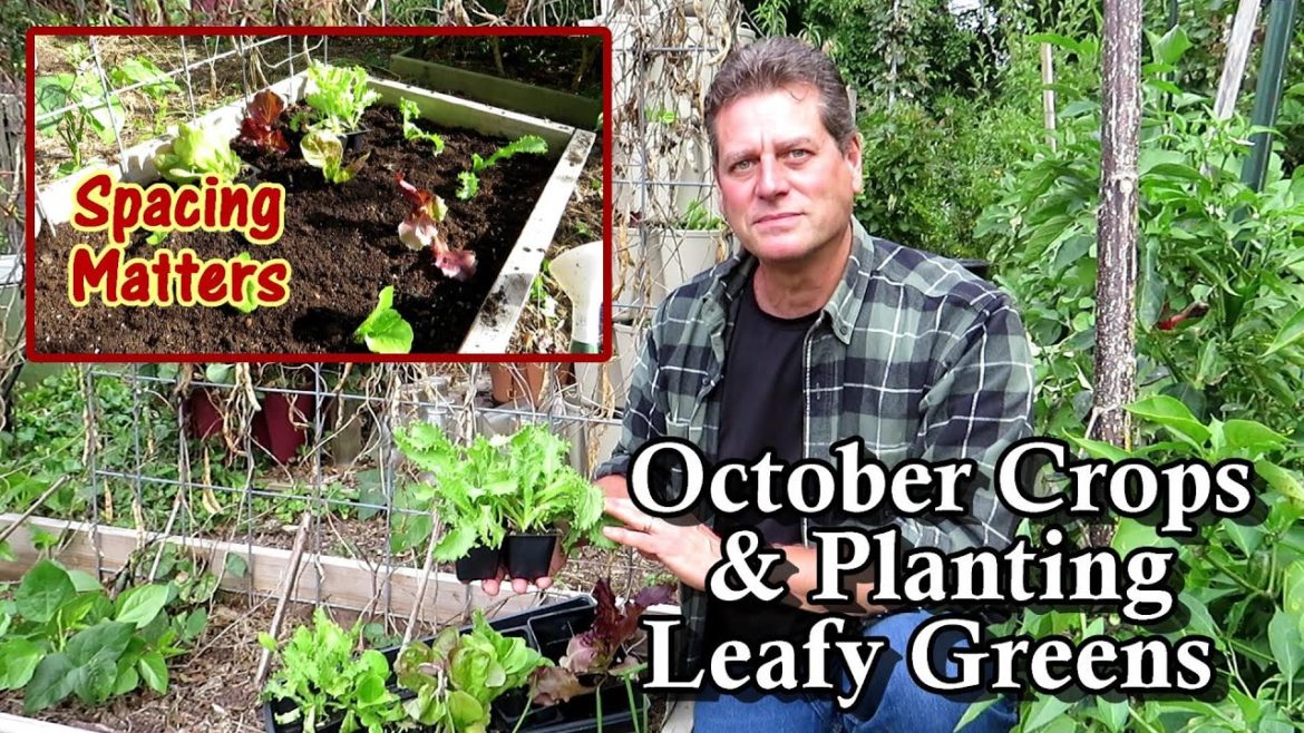 Planting Leafy Greens as Transplants & Seeds, What to Plant in October & What Are Cool Weather Crops