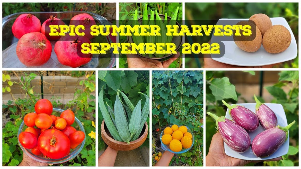 California Gardening: EPIC Garden Harvests, FALL Gardening Prep & A Lot More! – September 2022 Garden Tour! EPIC Garden Harvests, FALL Gardening Prep & A Lot More! - September 2022 Garden Tour!