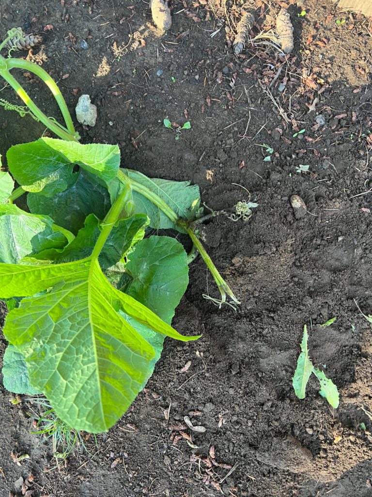 Dog ate the main vine, tip of vine, and baby pumpkin. Please help. What do I do?