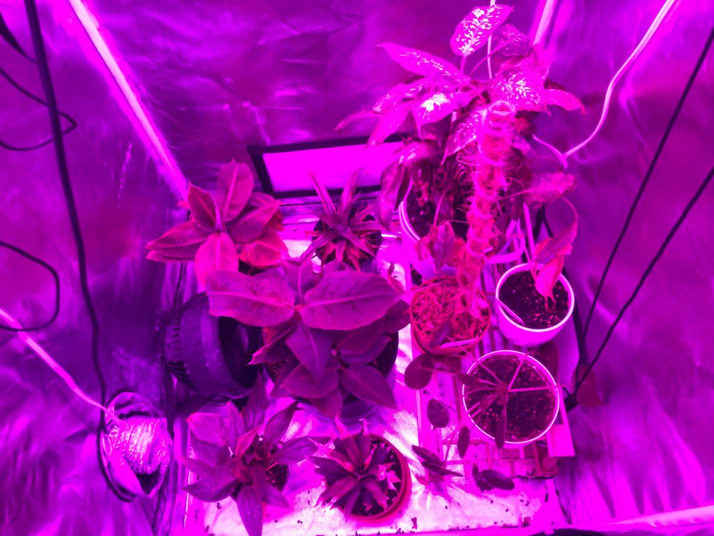 Saved from the frost