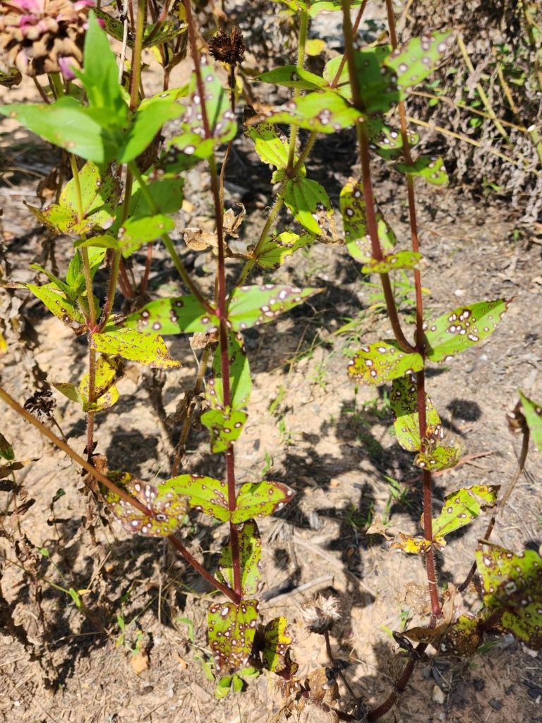 Friends, why do my zinnias have chicken pox? US 7b