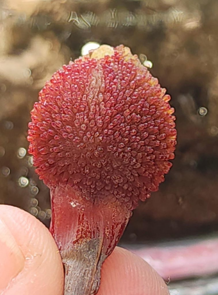 Canna seed pods REEEALLY look like little tongues!