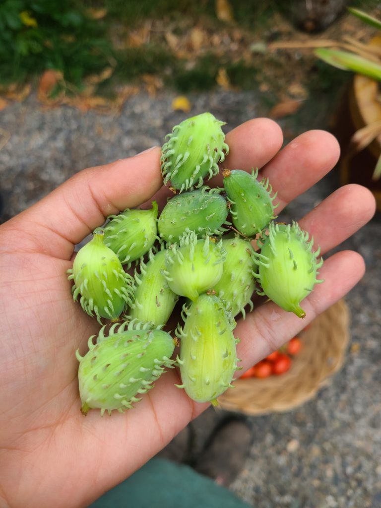 first time growing achocha, excited to try them!