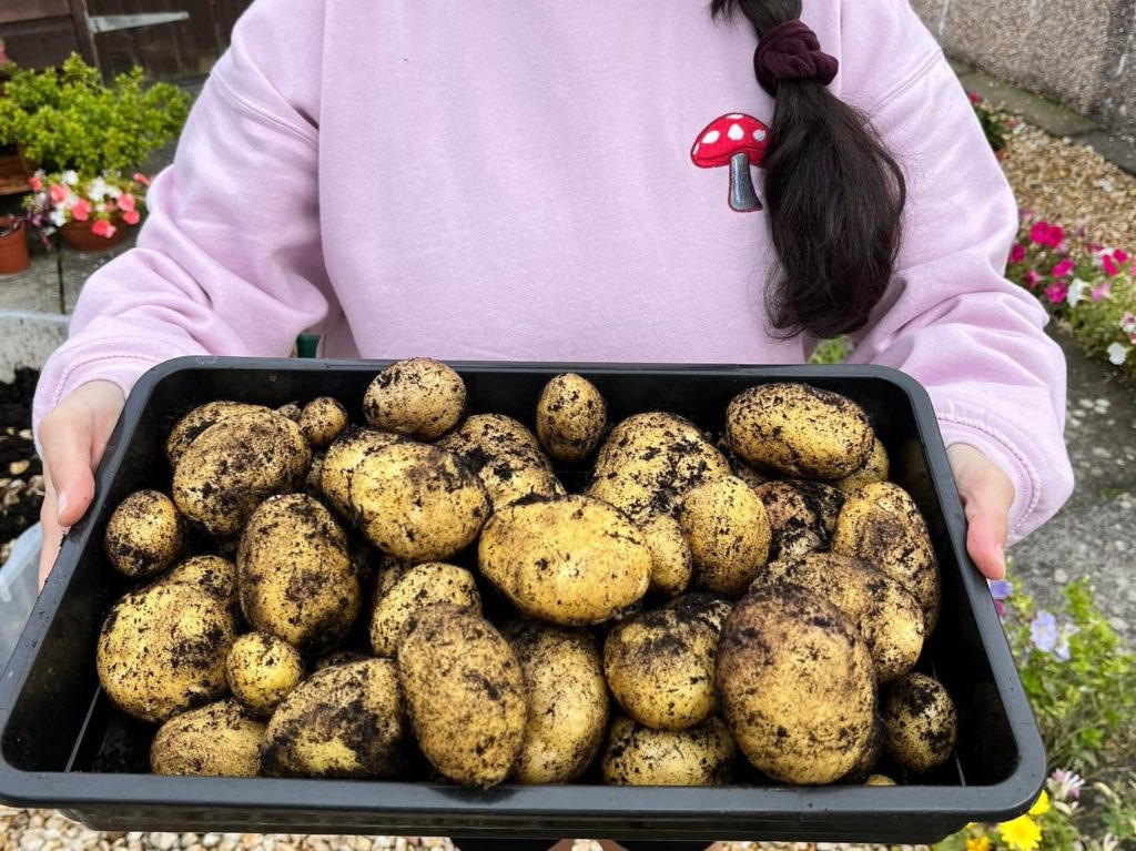 A few months ago I chucked a sprouted potato from the supermarket in a grow bag, expecting nothing.Look at my harvest today!So chuffed