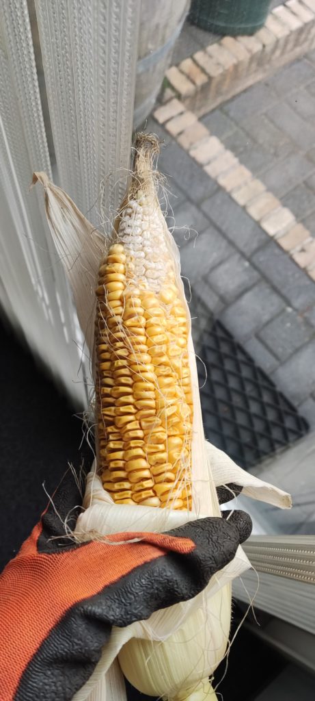 Is this corn ready for harvest?