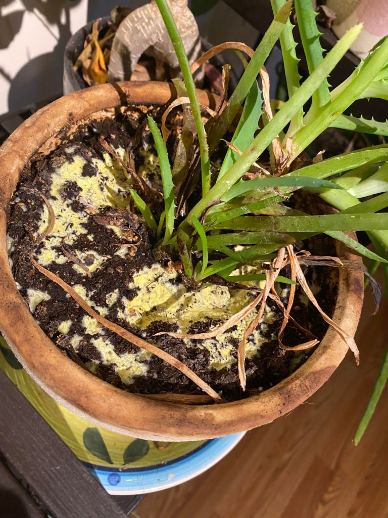 Green Stuff Growing on my Aloe Vera plant, is it mold or algae?