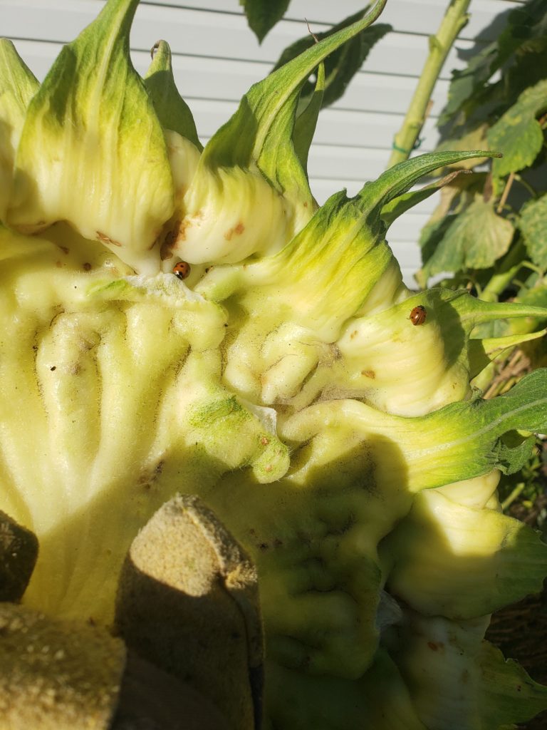 Your services are no longer required. Please vacate the sunflower. Found about 15 of them on a single sunflower. Relocated them onto the tomatoes.