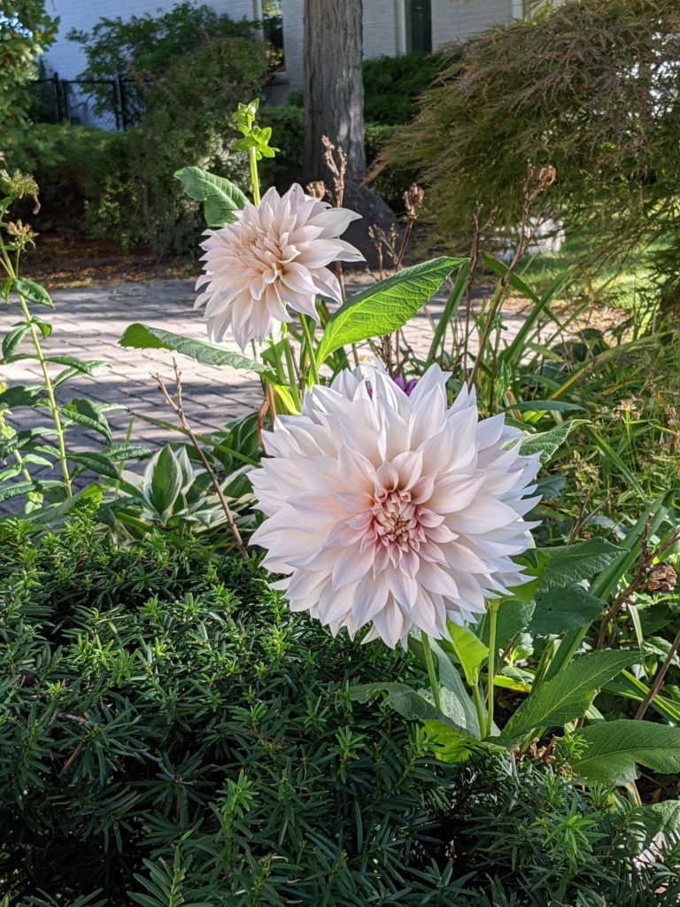 These aren't my first Cafe au Lait dahlias to bloom, they're just the first that aren't flopped over in the bushes.