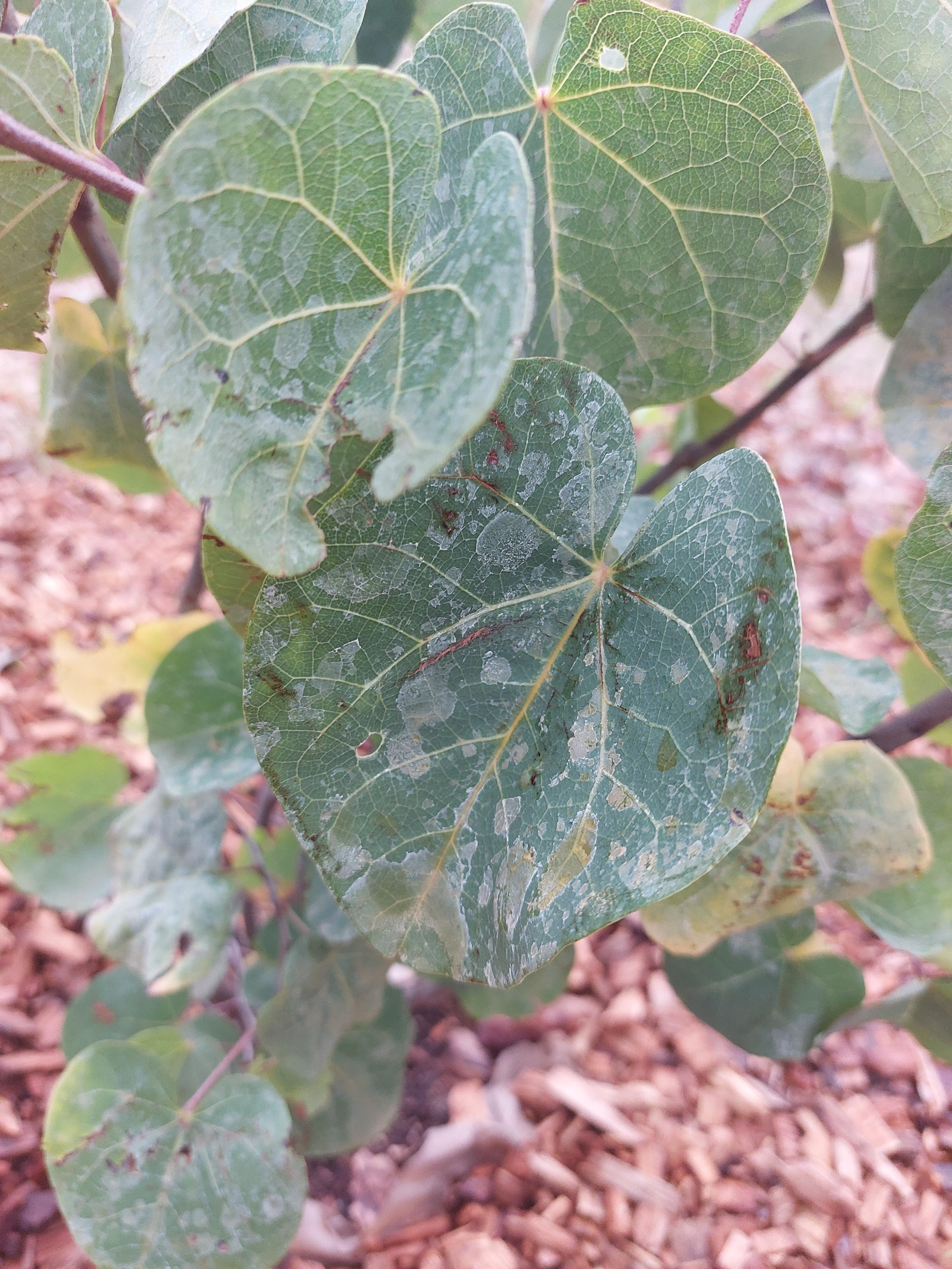 All For Gardening Is this powdery mildew or something else? All For