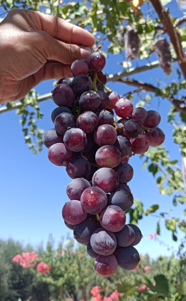 summer sun all enclosed in these grapes