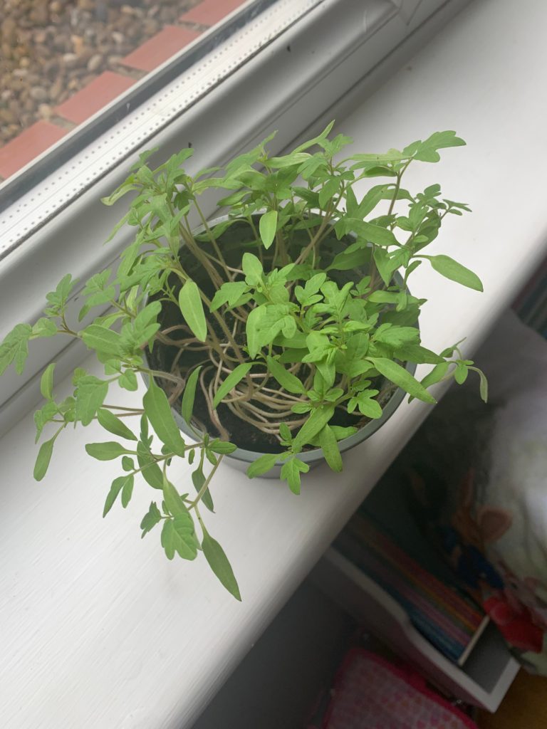 Had one of those supermarket thyme plants that died. Used the soil to plant some cherry tomato seeds. They’re at this stage now and I have no idea what to do next