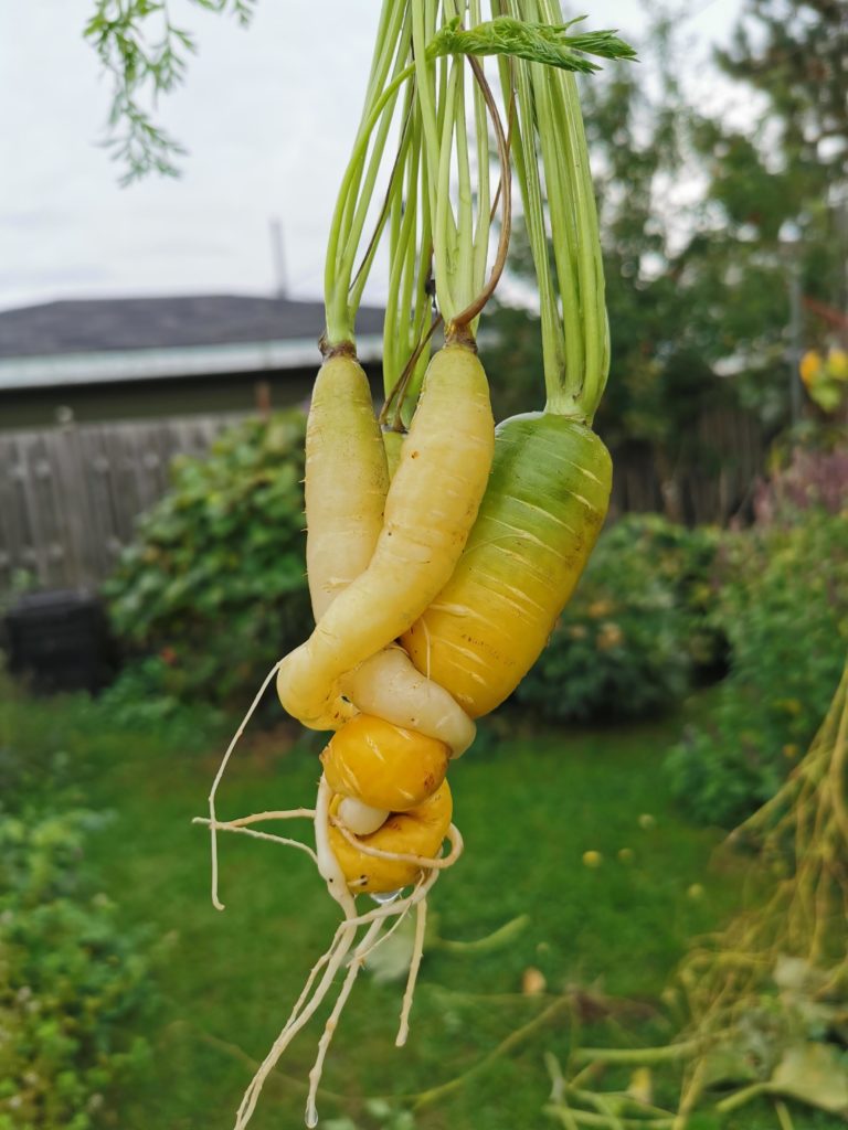 Twisted carrots