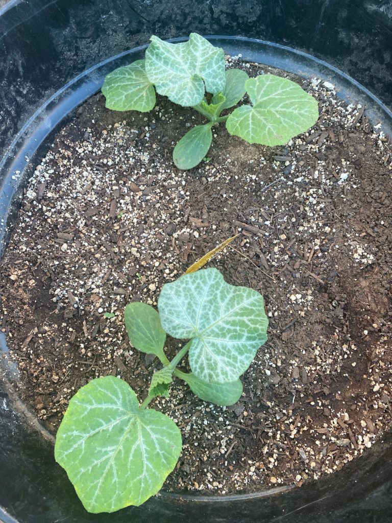 What is this on my squash seedling?