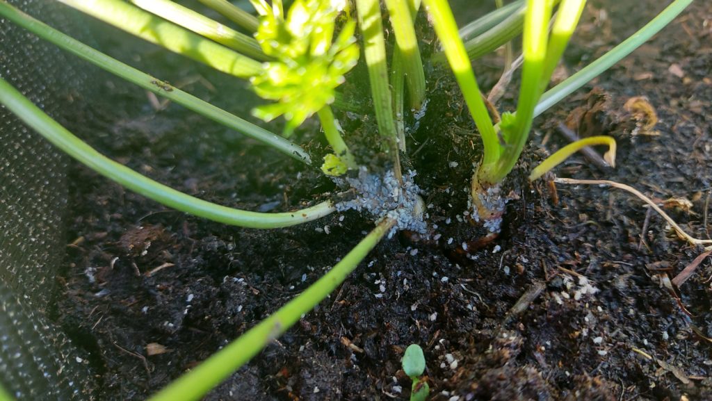 What is it ? 🧐😱