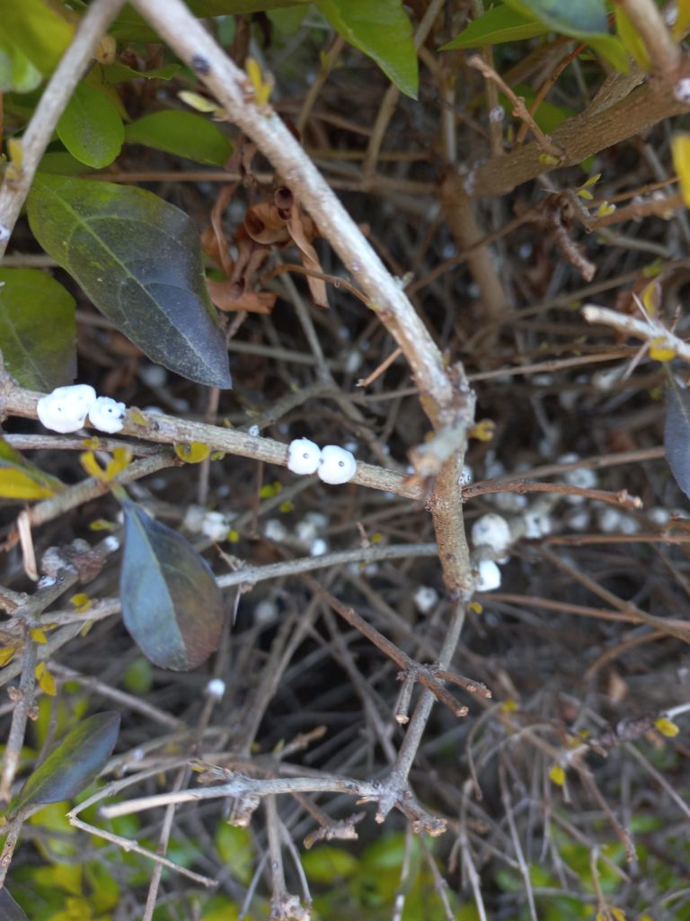 WTF is this and how do I kill it?