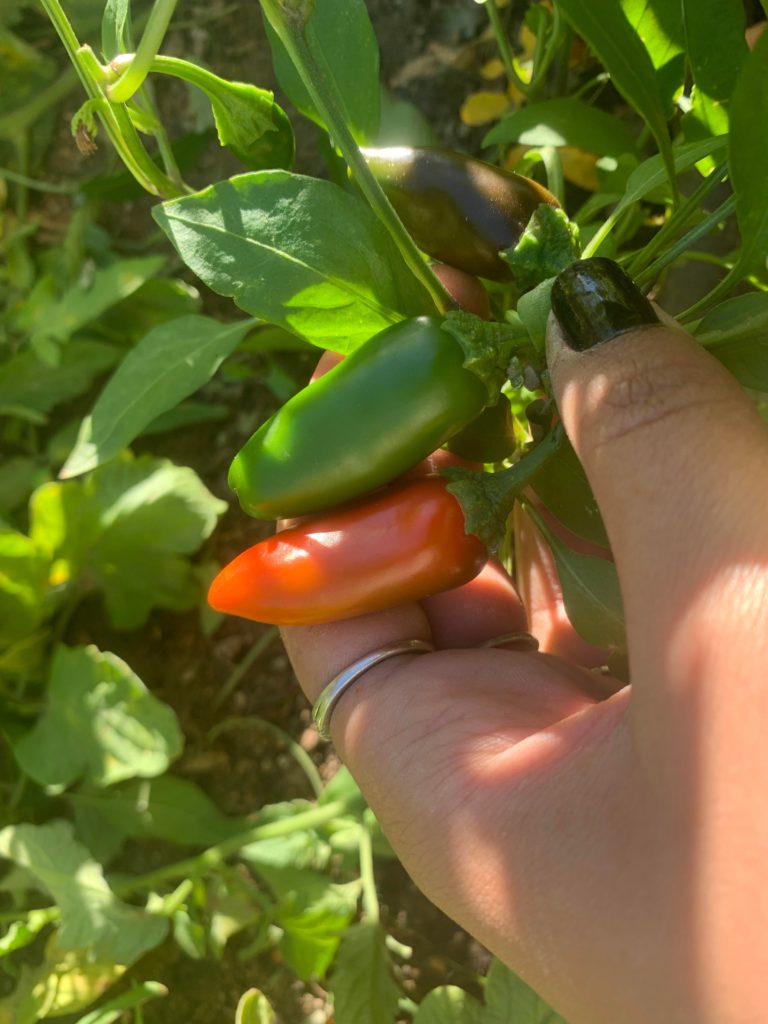 Why aren’t they big and when are they ready?