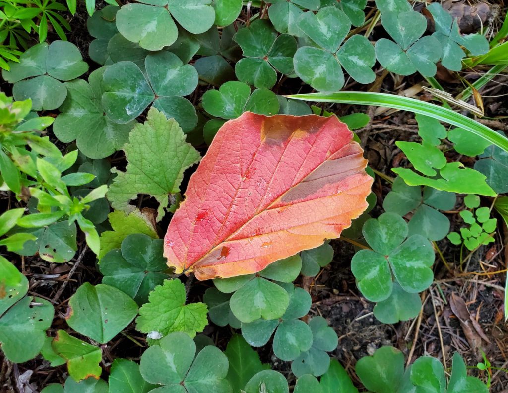 Witch Hazel gave it up early this year.