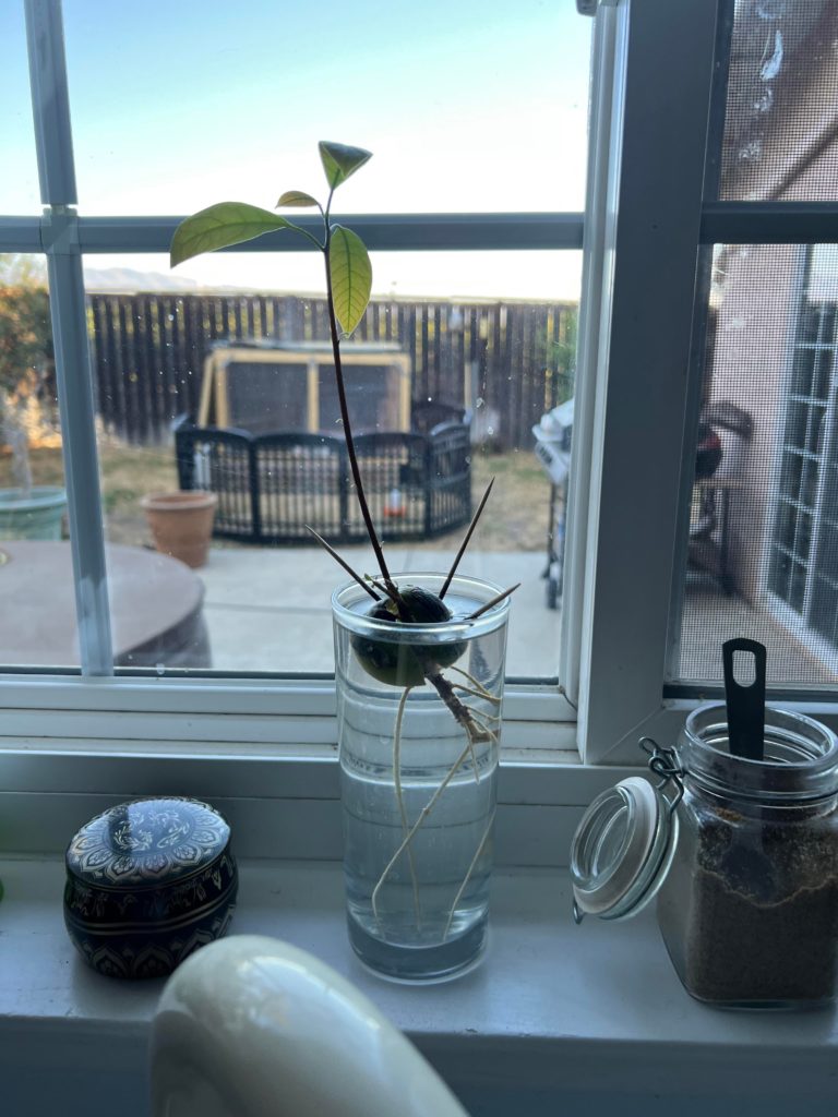 Avocado Tree in the making!