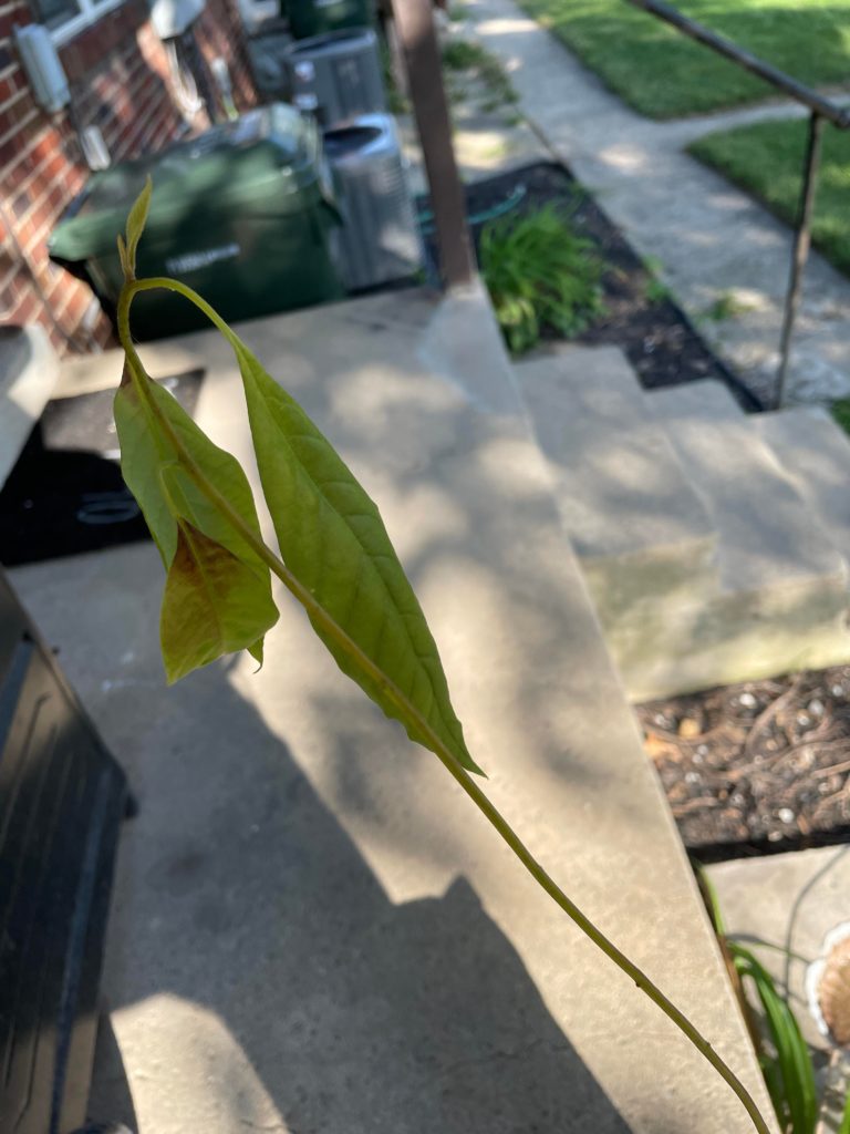 Avacado plant that has been thriving in water is not looking to hot after being in soil. Soil aerated. Idk too much or too little water? Or the gods know I like this plant