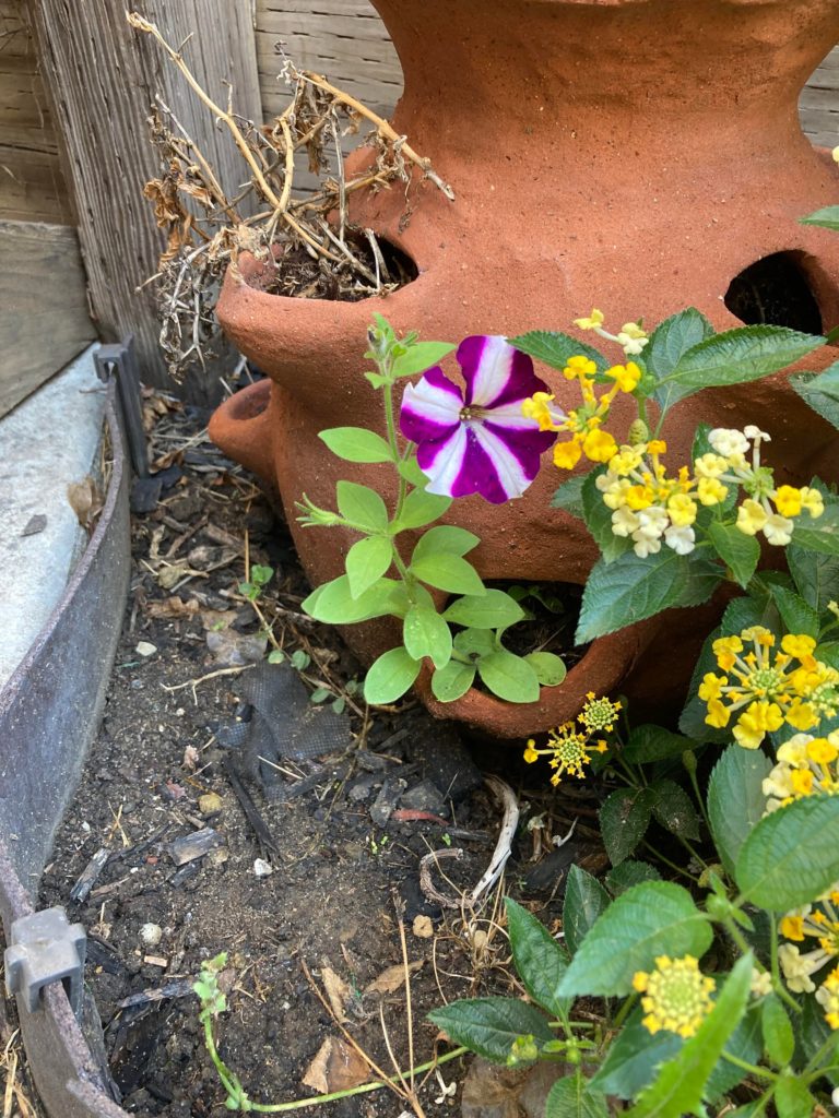 Planted a few of these plants in this planter last year. They died in the winter as you can still see one of the carcasses in the back. But while watering my other plants I kept watering this for shits n giggles. Then this little sprouted.