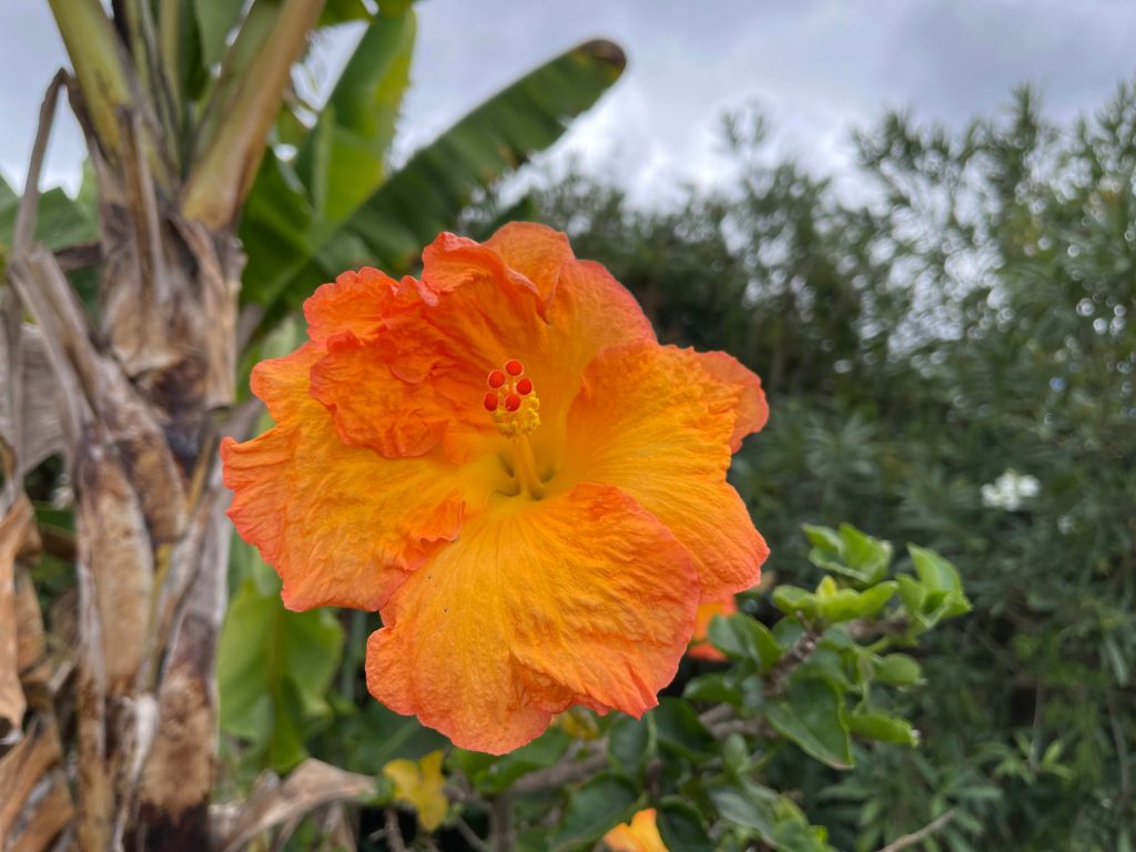 Hawaiian hibiscus- not sure what name … anyone know?