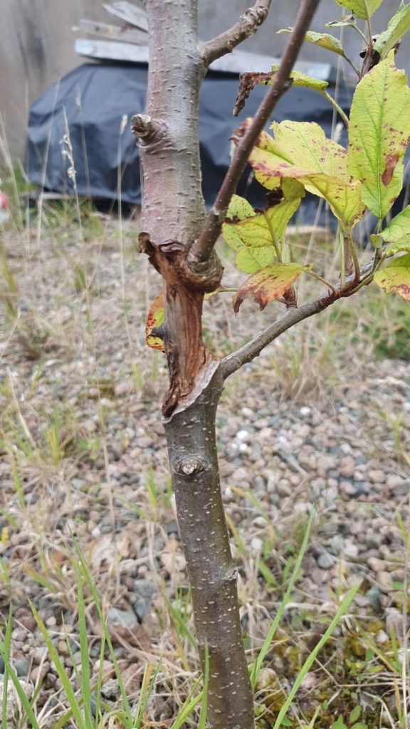 What happened my apple tree and can it survive?