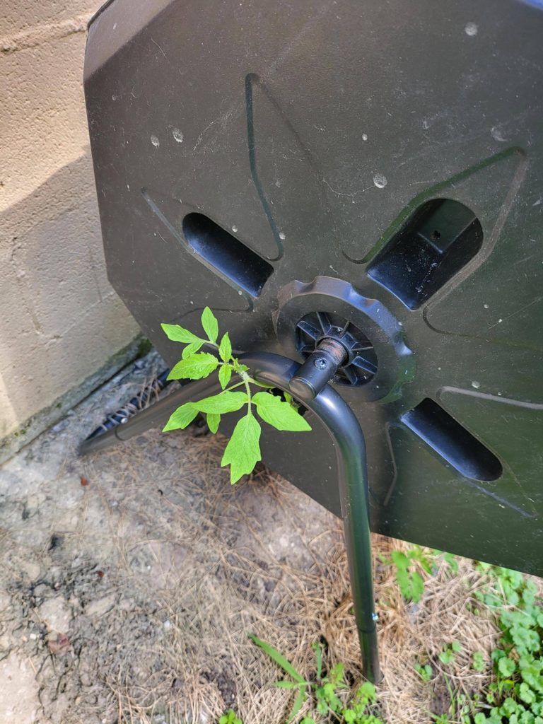 Life, uh, finds a way. Tomato growing out of my compost bin