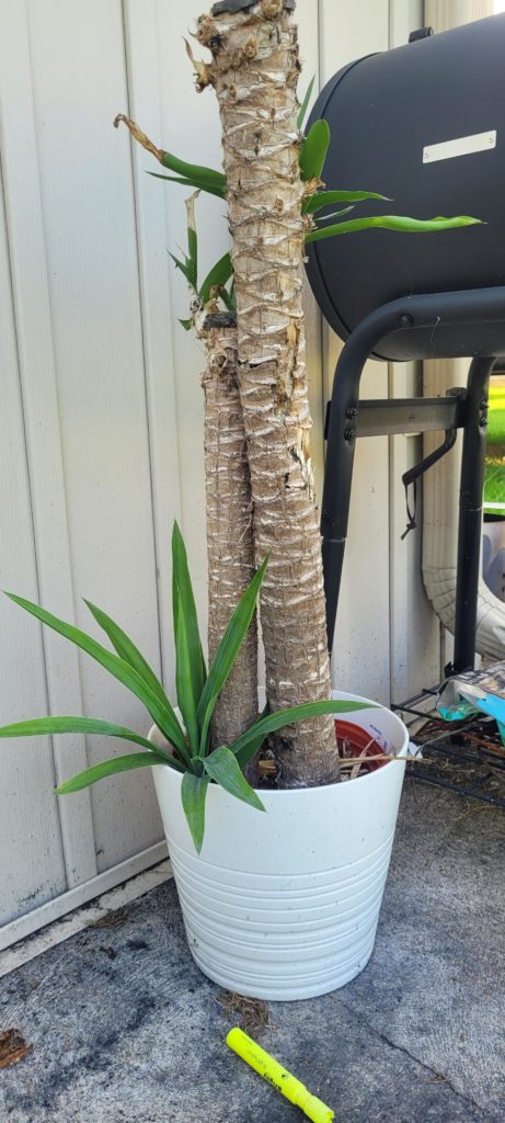 what is this plant called?