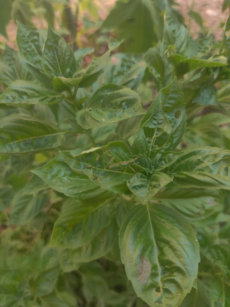 Friend or foe on basil? Central TX