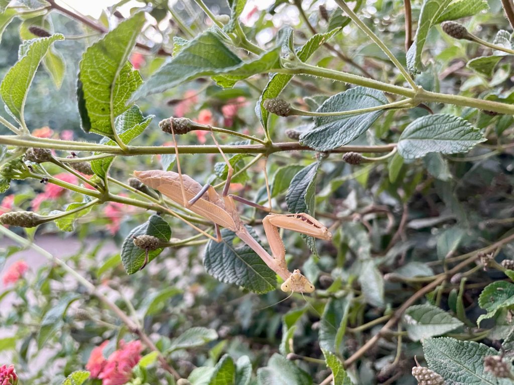 This beautiful golden girl in my garden this evening 😍