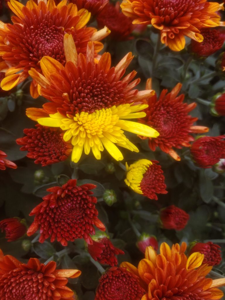 The bicolor mums I love when plants do this