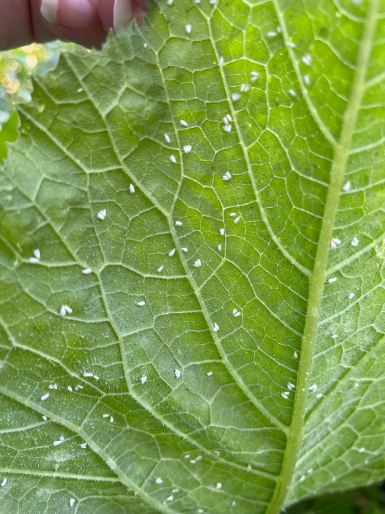 How do I get rid of these??? They’re on my squash and tomato leaves