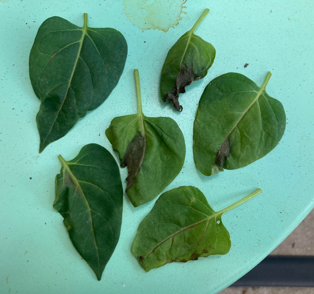 All For Gardening: Bacterial issue? Bacterial issue?