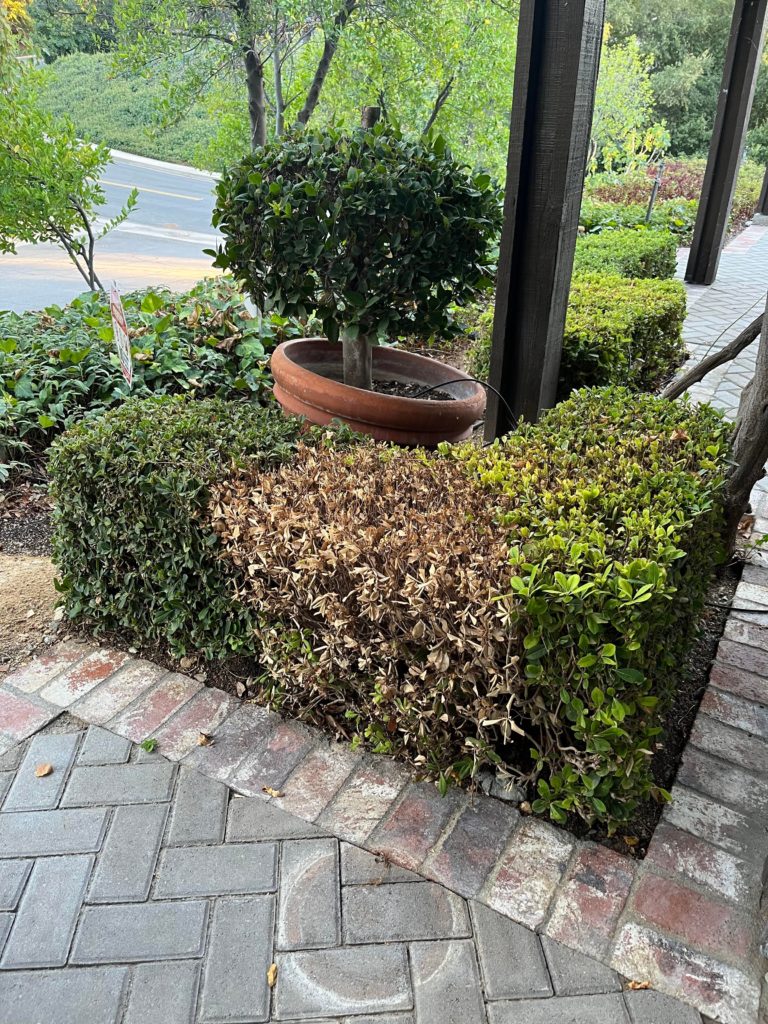 How come only part of my bush is dying even though it gets plenty of water?