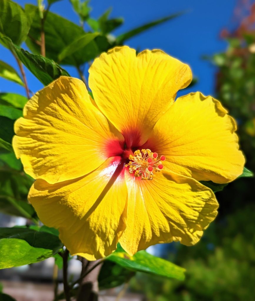 At least the hibiscus is enjoying the hot and muggy September weather!